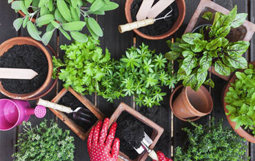 Kitchen Garden