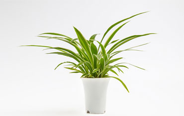 Spider Plant